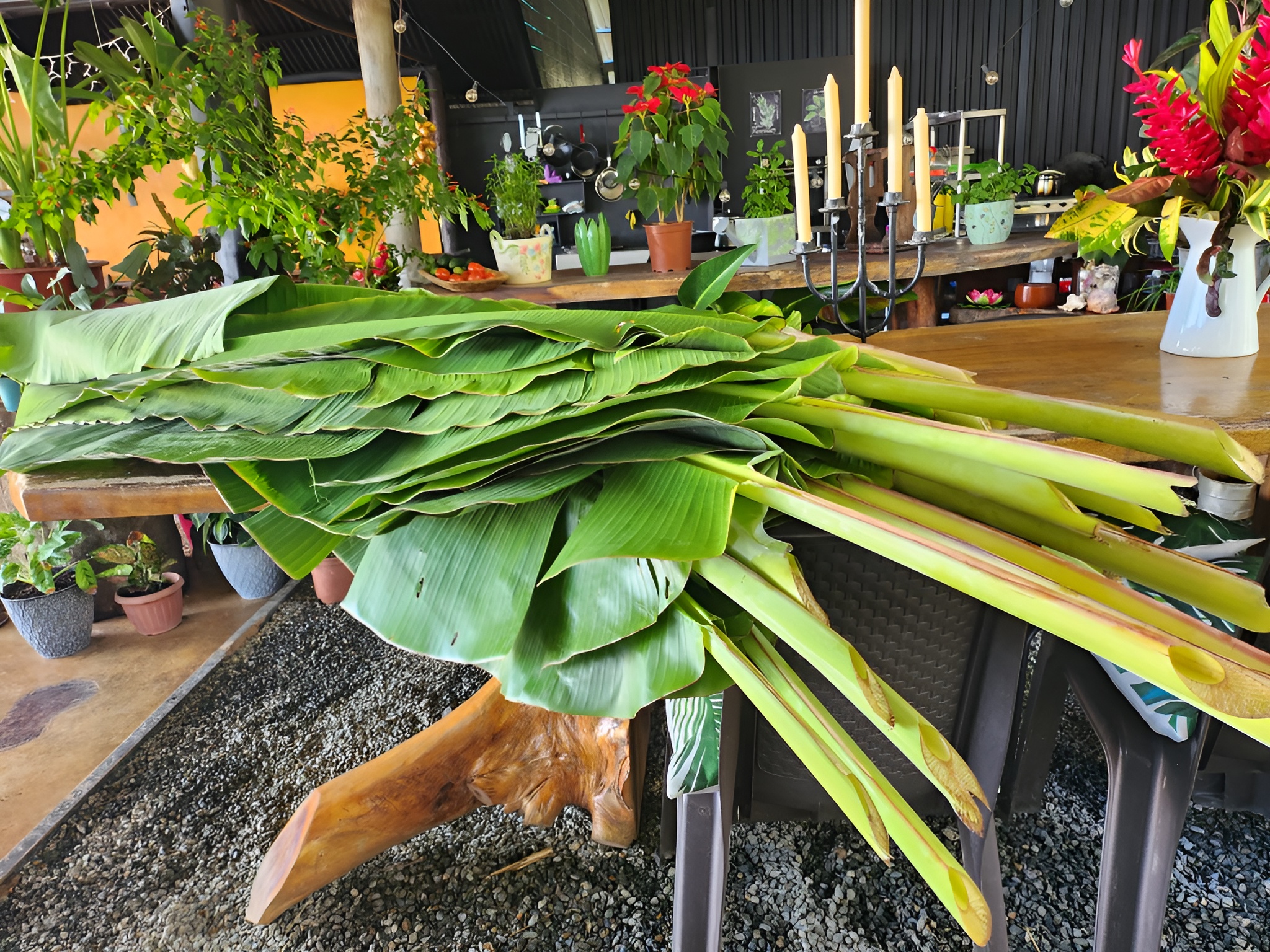 Fresh banana leaves from the farm garden