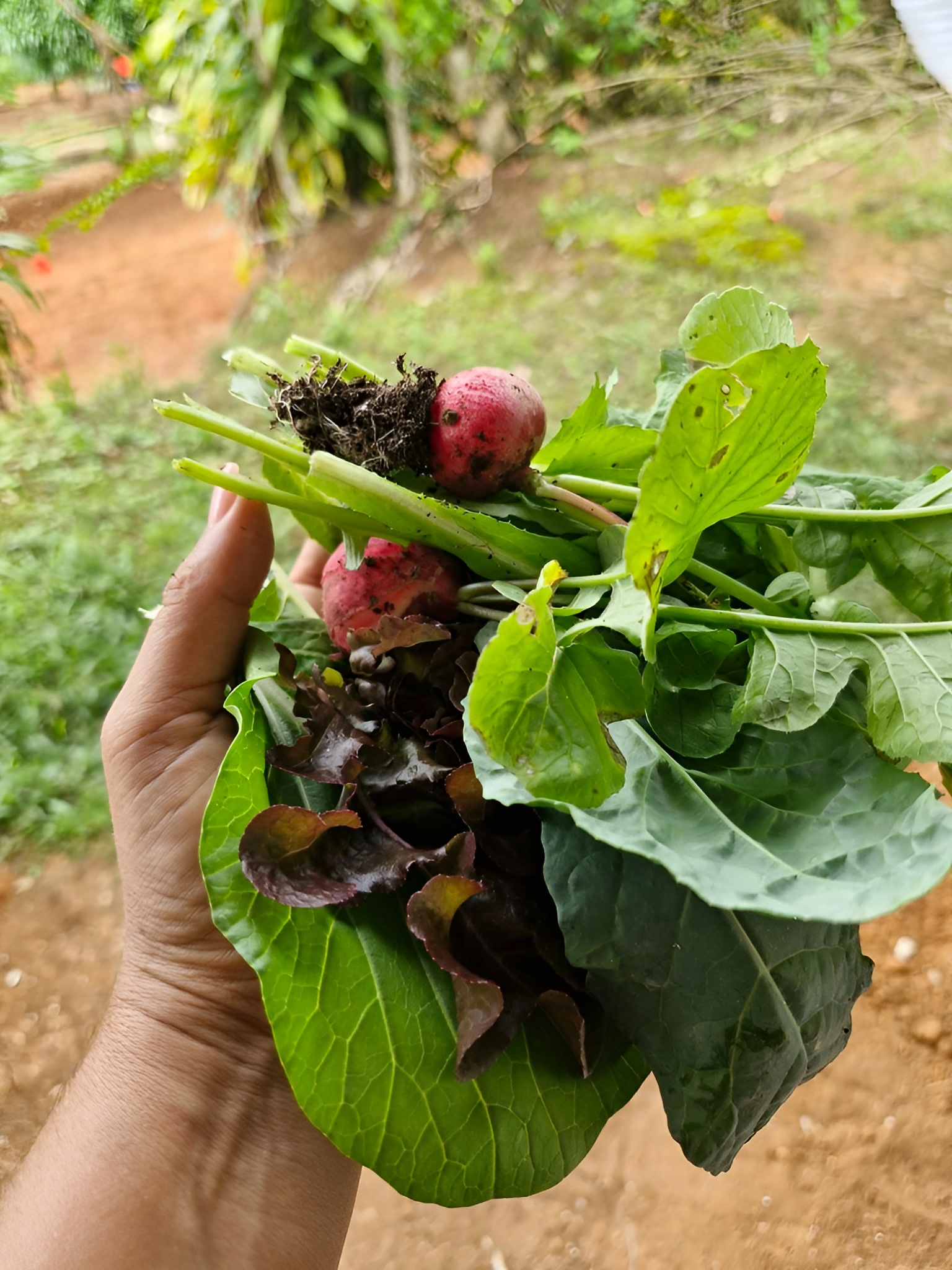 Morning harvest of organic tropical fruits from our Costa Rican farm